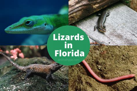 lizard fish florida|30 Types Of Lizards In Florida (With Pictures) .